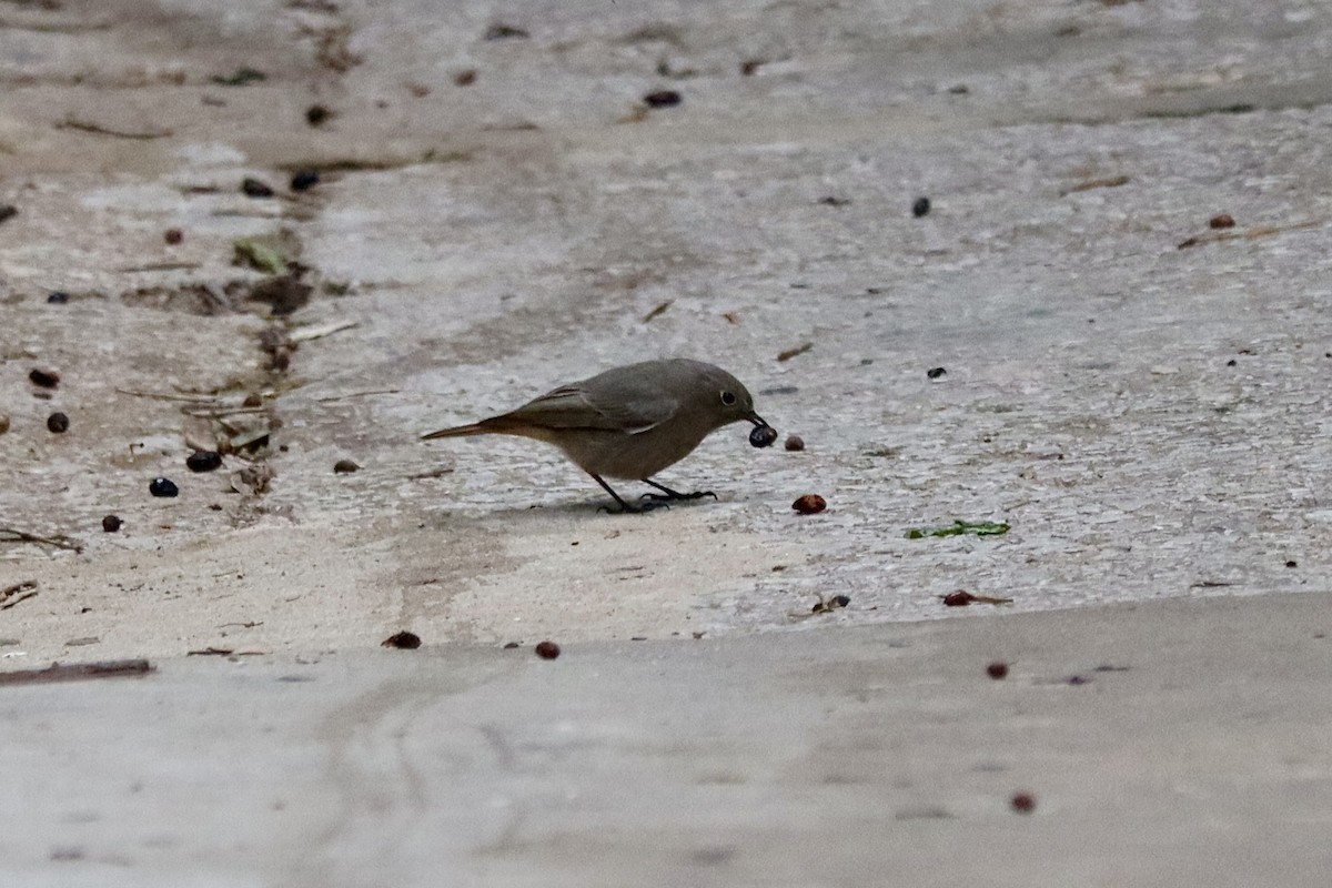 Black Redstart - ML646047829