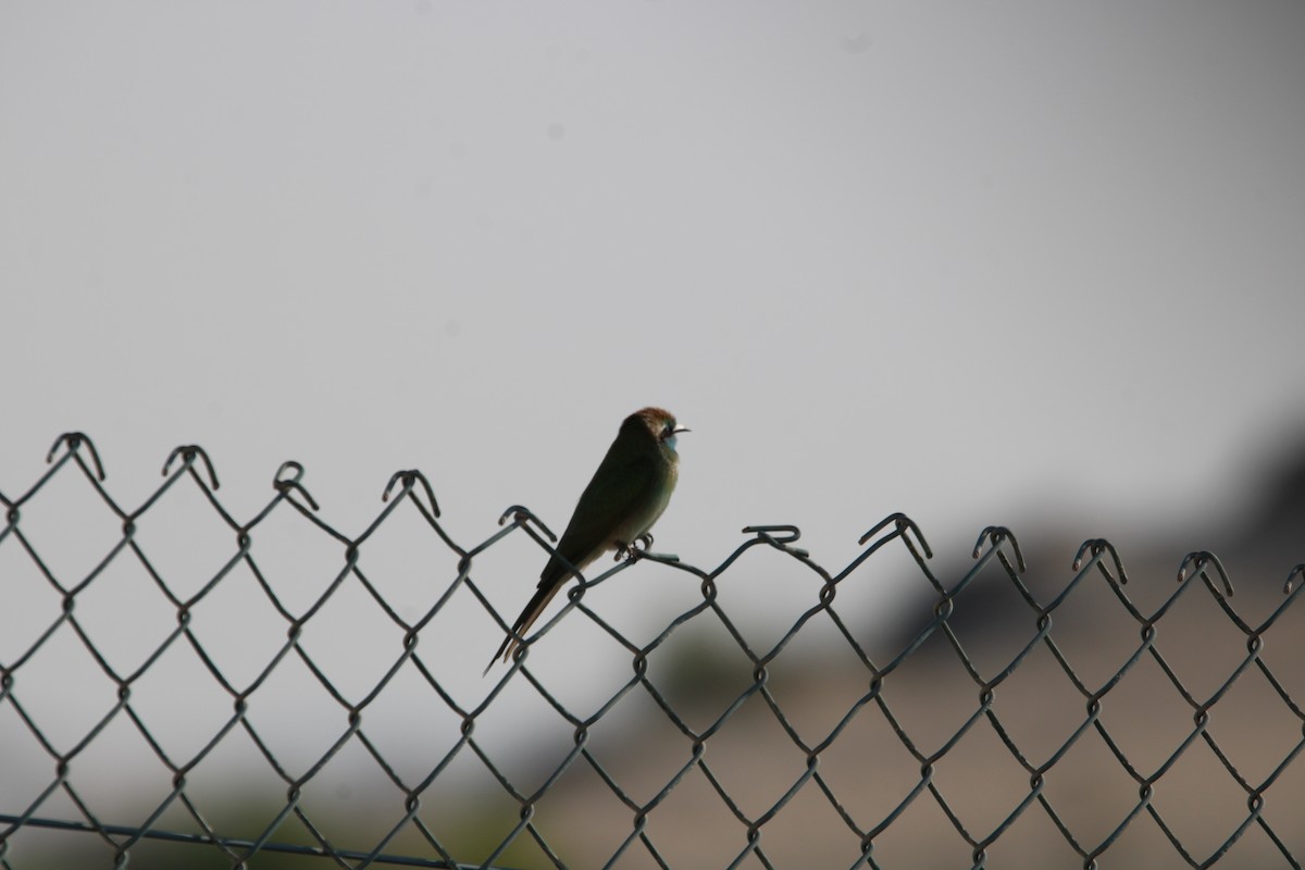 Erle-txori berde arabiarra - ML646047833