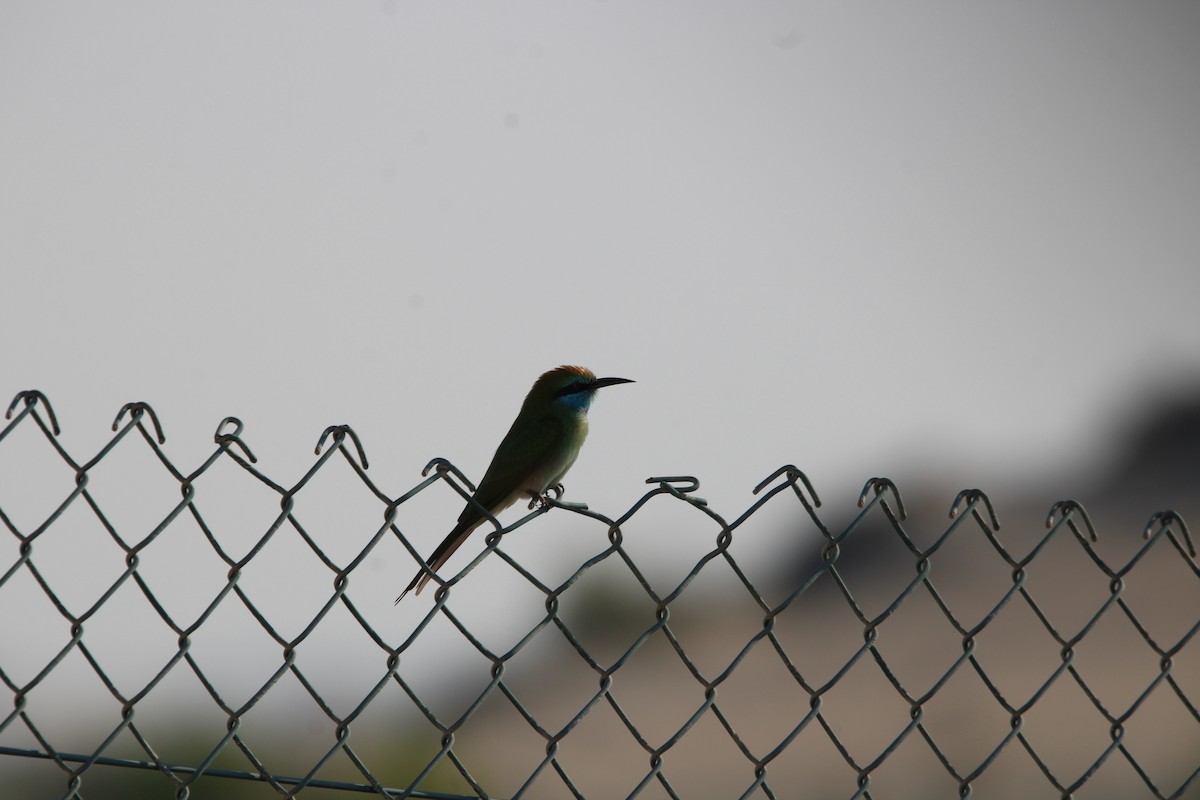 Erle-txori berde arabiarra - ML646047834