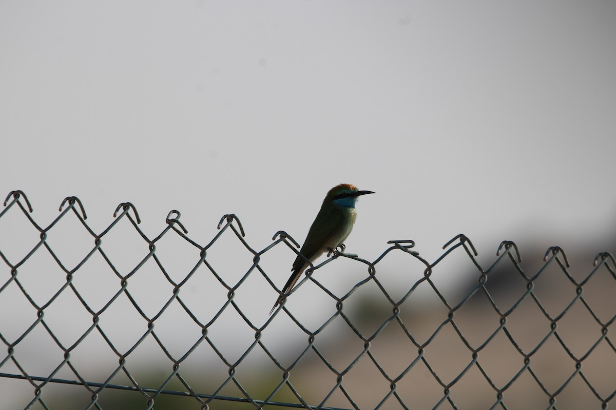 Erle-txori berde arabiarra - ML646047835