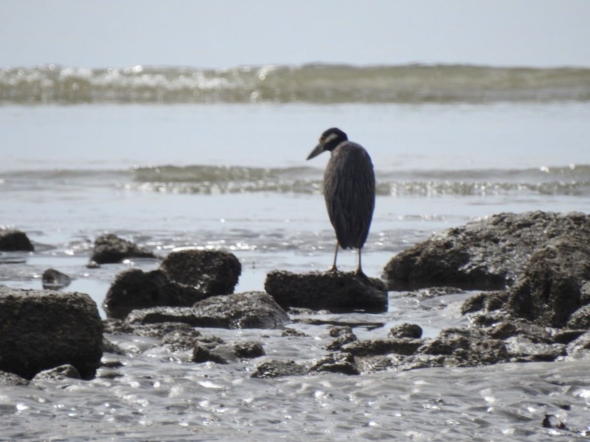 kvakoš žlutočelý - ML646047838