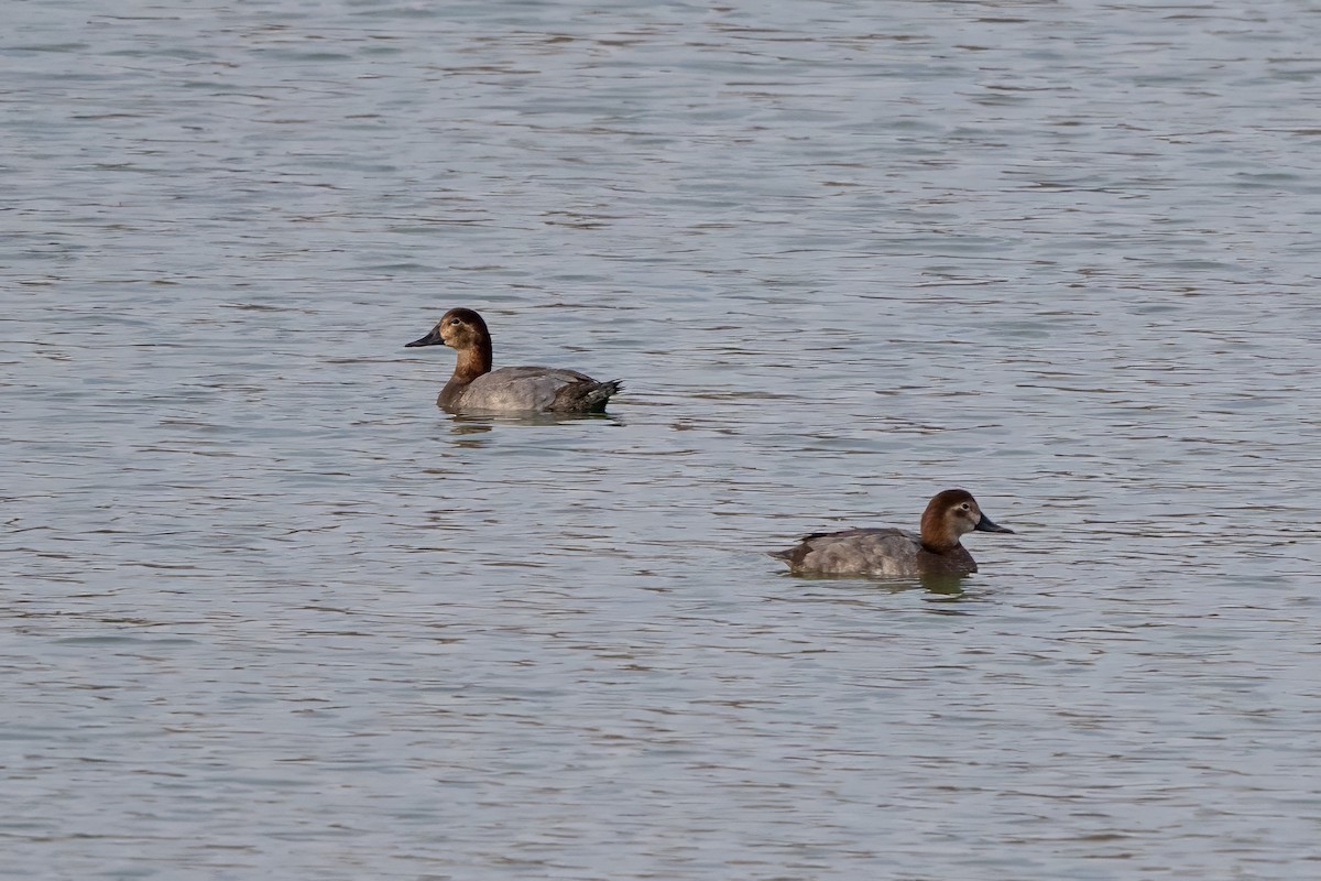 Common Pochard - ML646047844