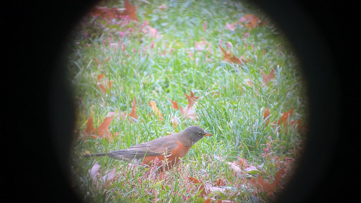 American Robin - ML646047845