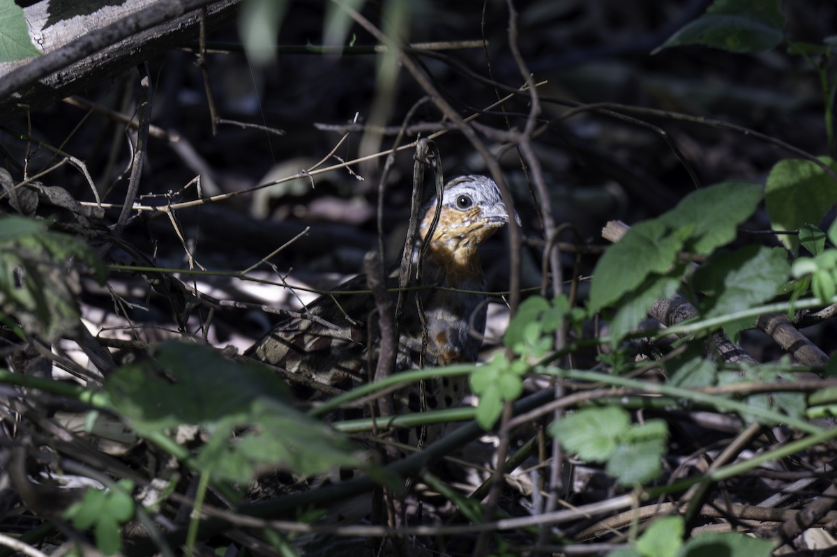 kur bambusový - ML646047846