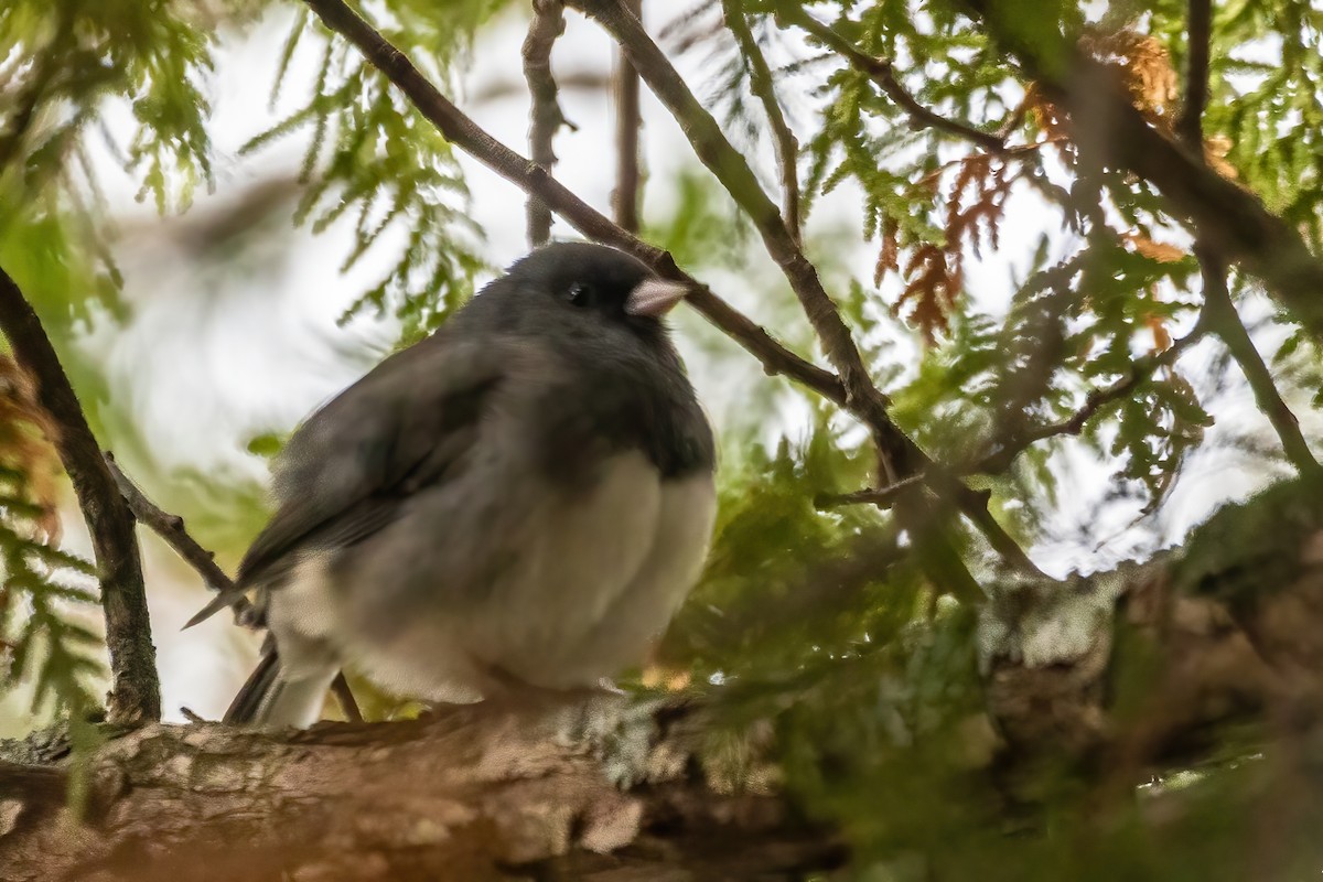 Dark-eyed Junco - ML646047850