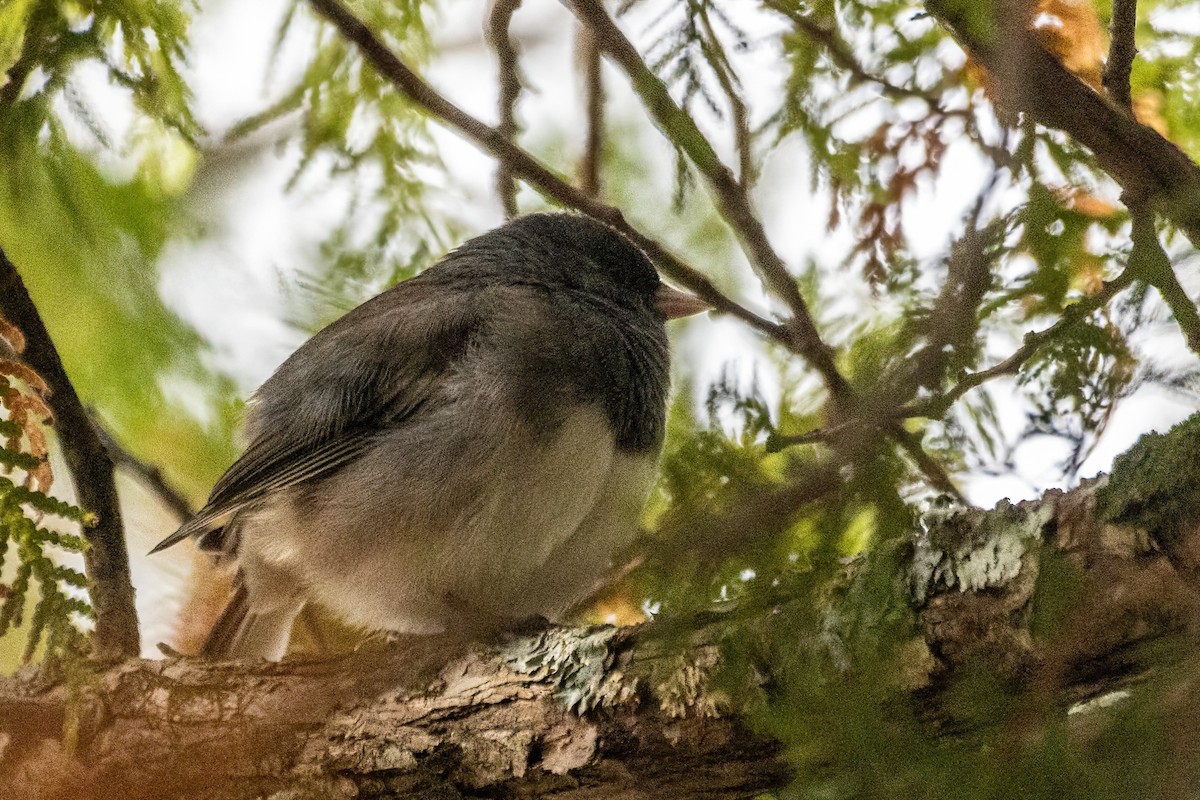 Dark-eyed Junco - ML646047851