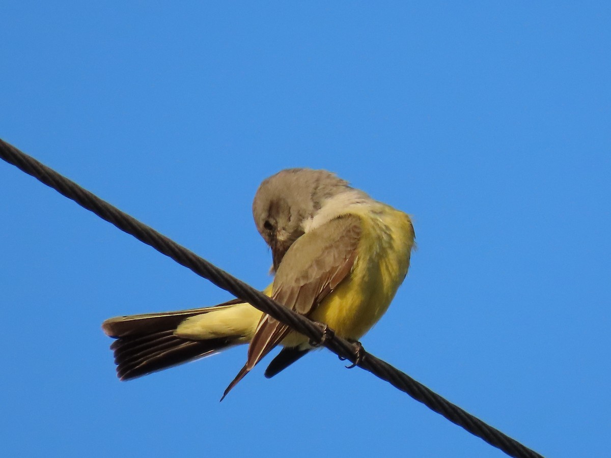 Western Kingbird - ML646047857