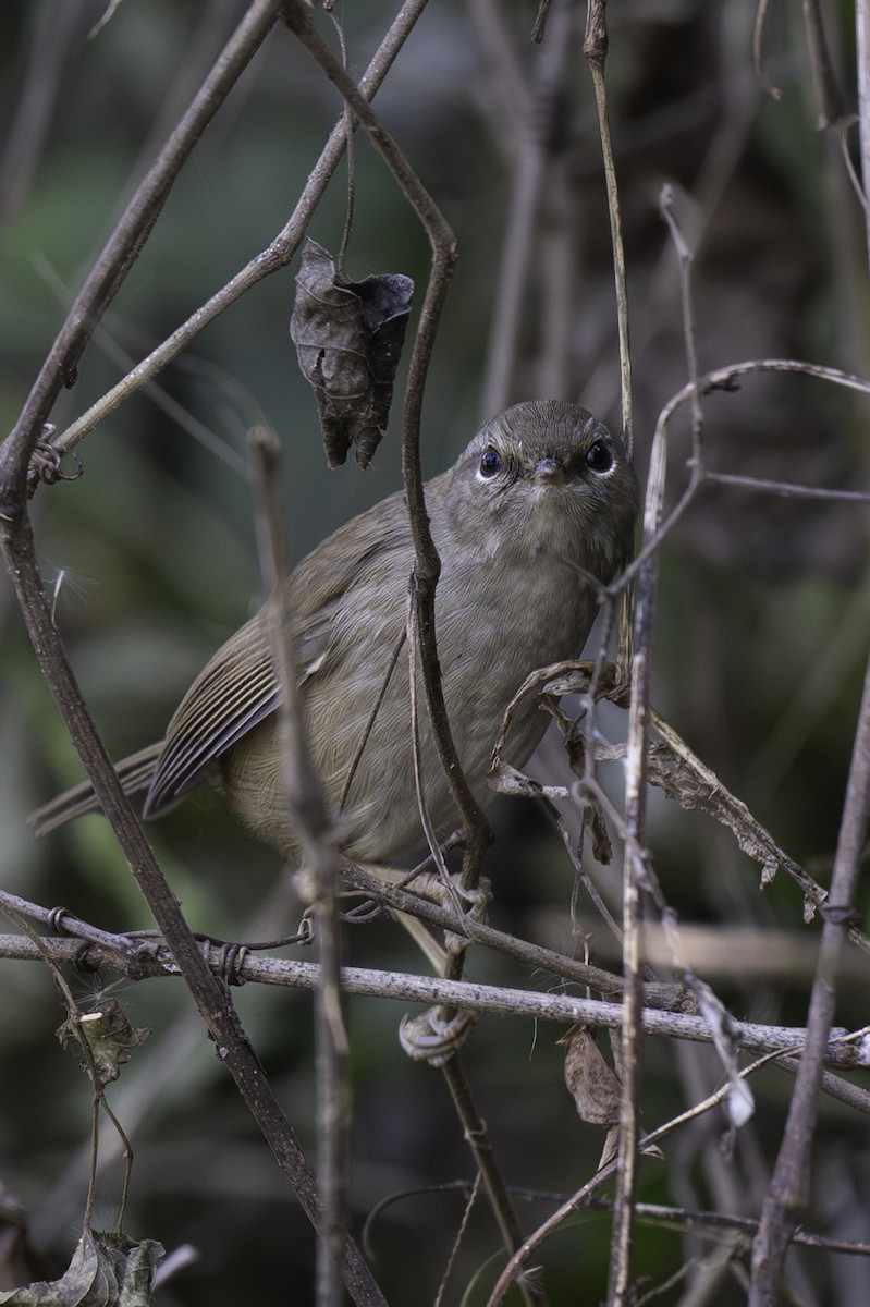 Brownish-flanked Bush Warbler - ML646047858