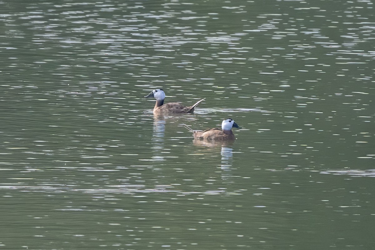 Ямаан сүүлт нугас - ML646047860