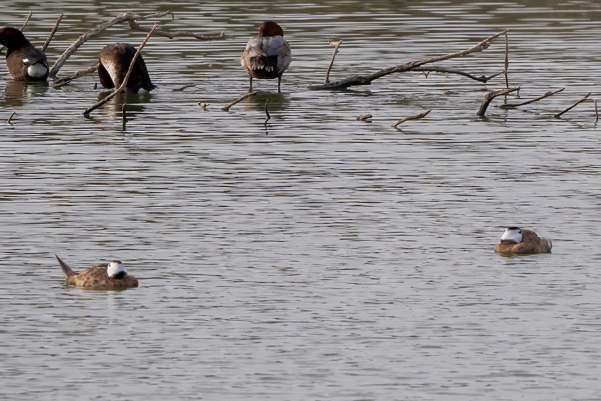Ямаан сүүлт нугас - ML646047861