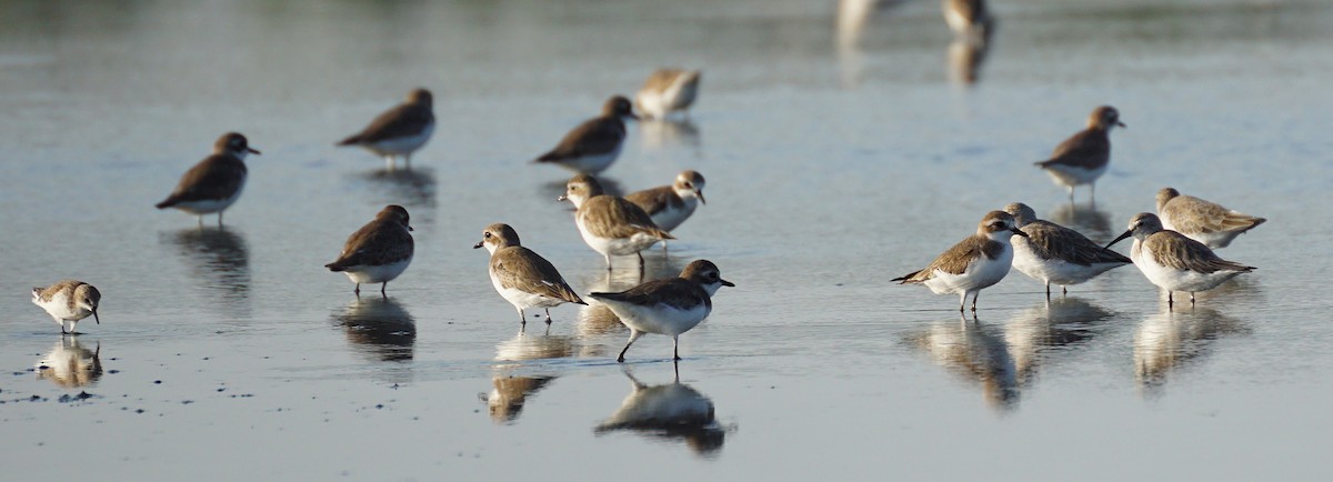 Tibet Cılıbıtı - ML646047862