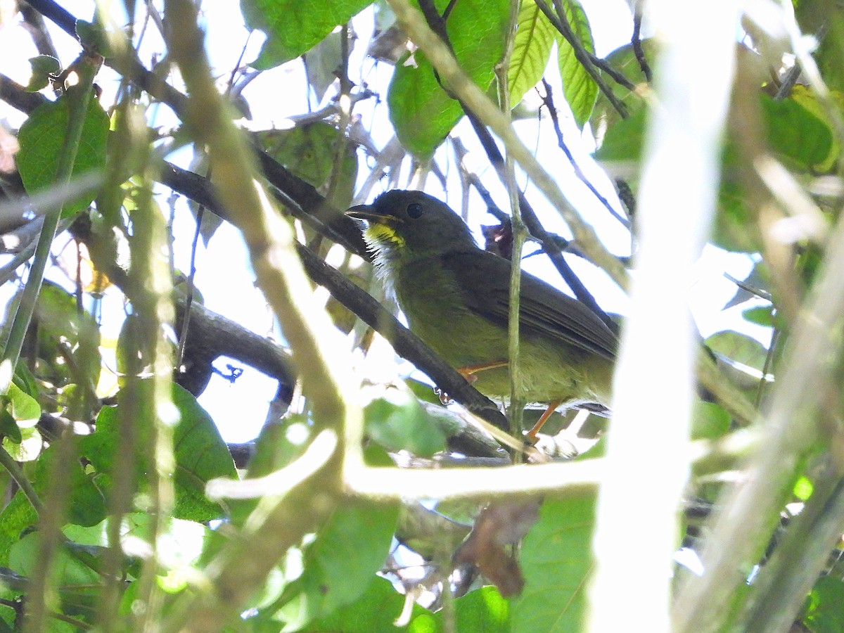 Yellow-whiskered Greenbul - ML646047863