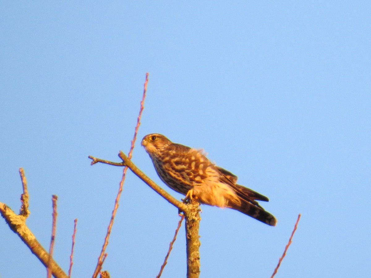 Merlin - ML646047868