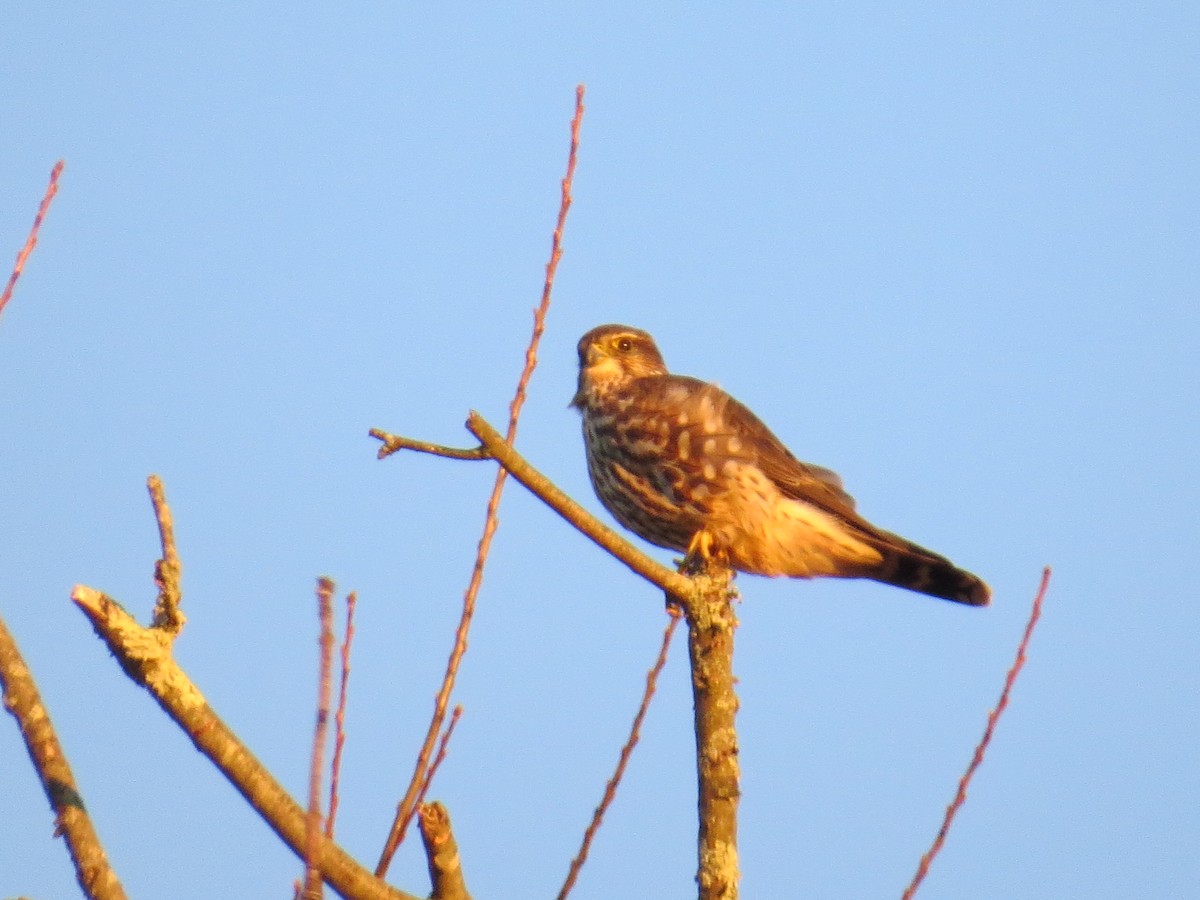 Merlin - ML646047869