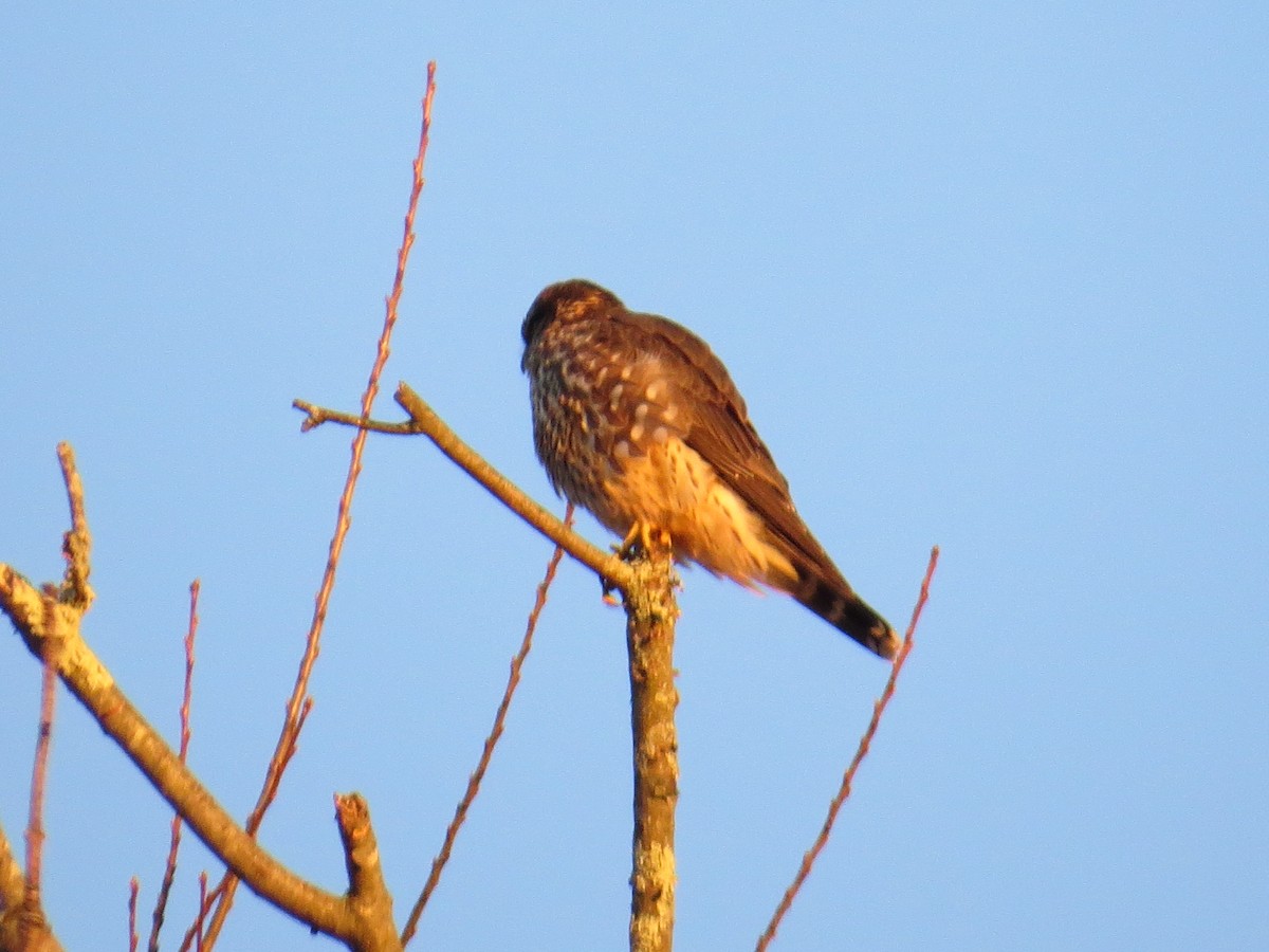 Merlin - ML646047870