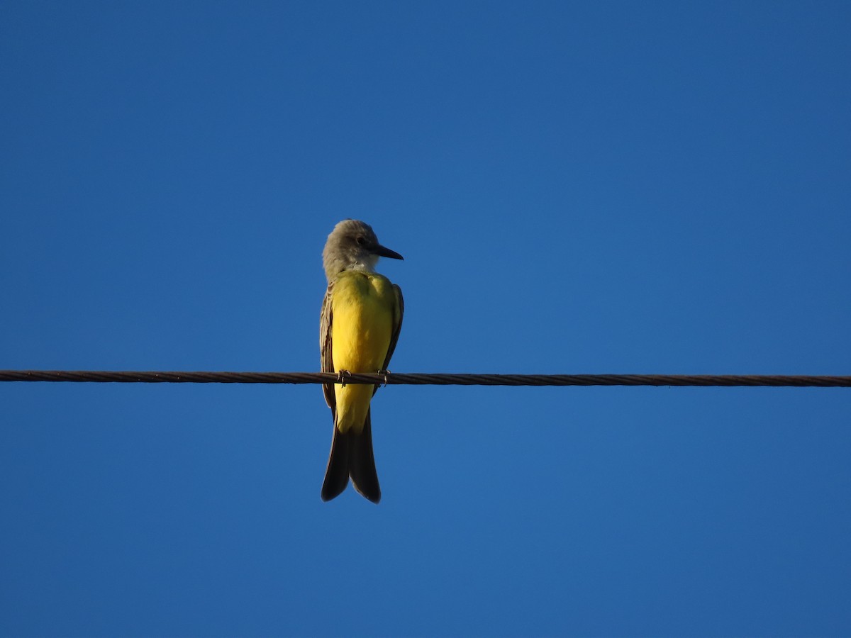 Tropical Kingbird - ML646047871