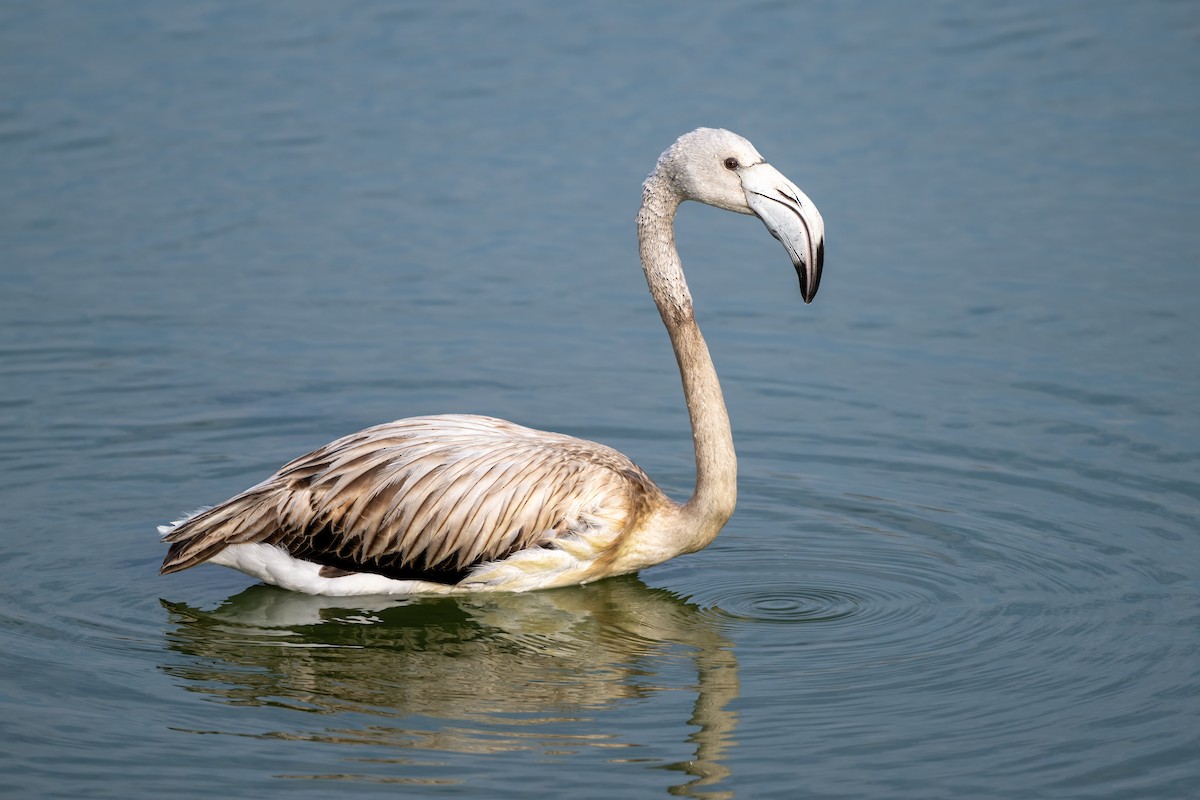 Ягаан нал - ML646047873