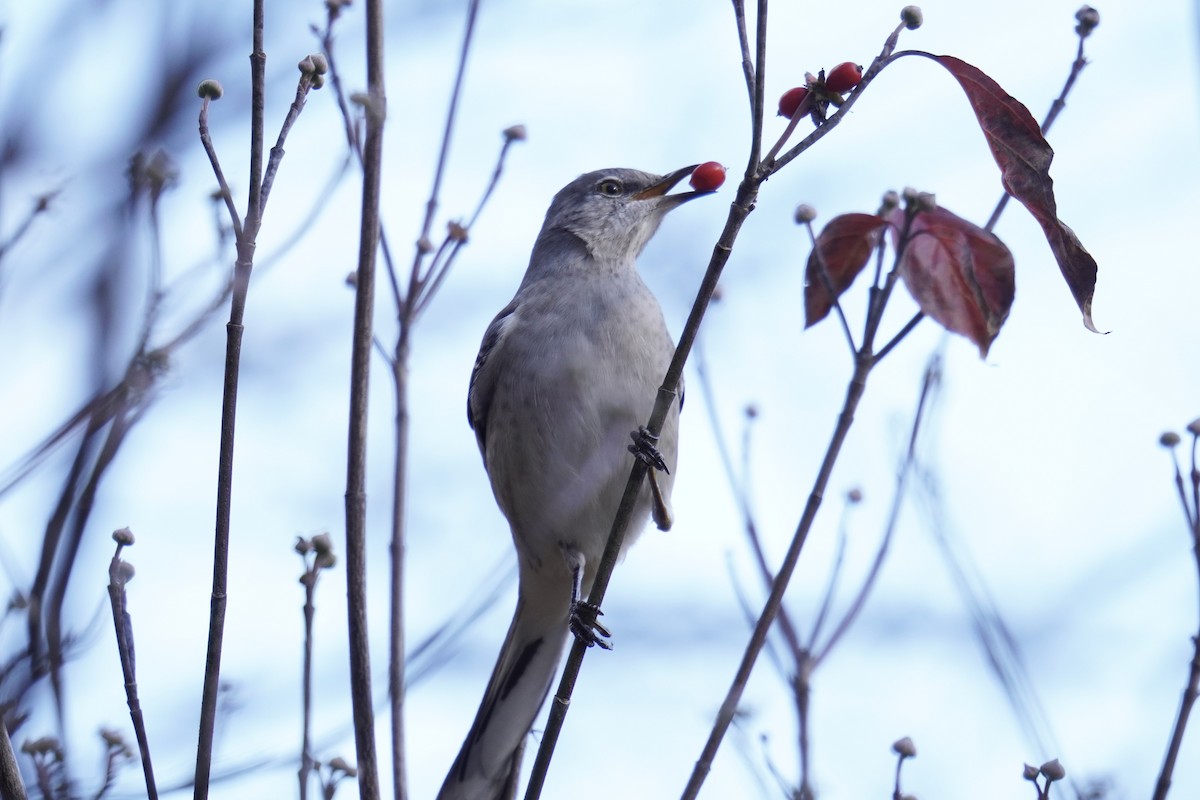 Kuzeyli Taklitçi - ML646047876