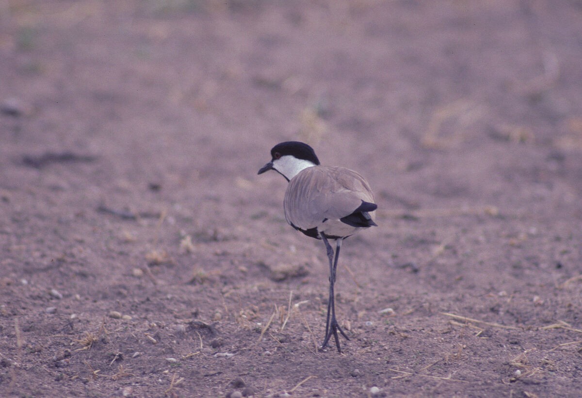 Vanneau à éperons - ML646047877