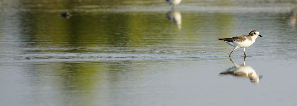 Tibet Cılıbıtı - ML646047878