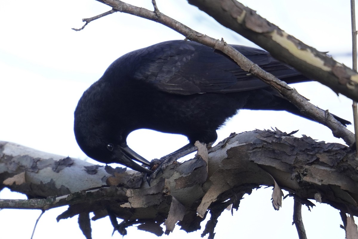American Crow - ML646047888