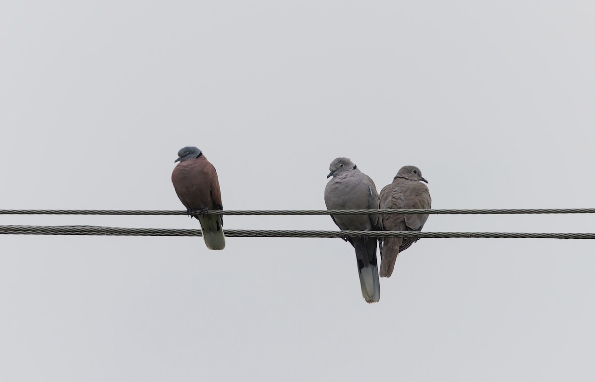 Eurasian Collared-Dove - ML646047891