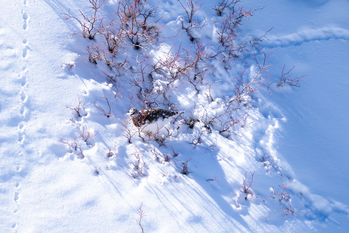 Куріпка тундрова - ML646047893