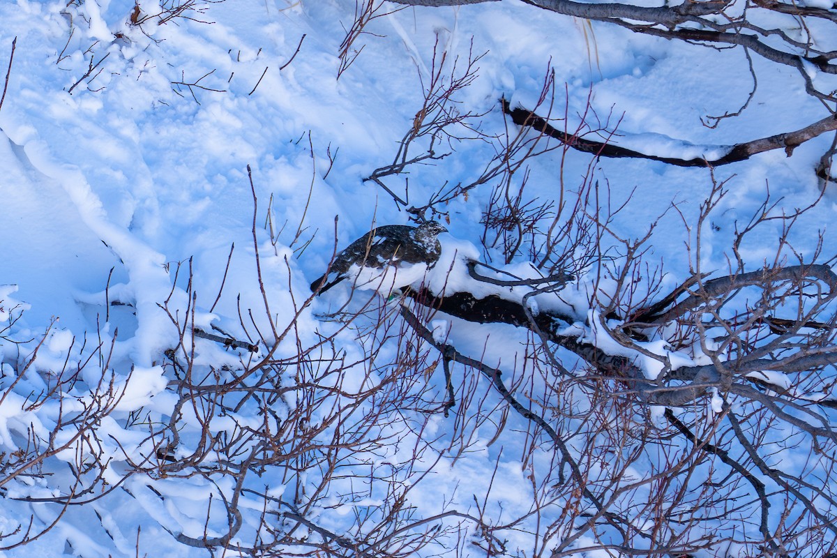 Куріпка тундрова - ML646047894