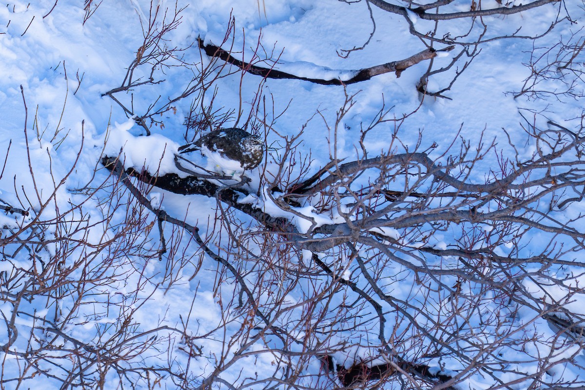 Куріпка тундрова - ML646047895