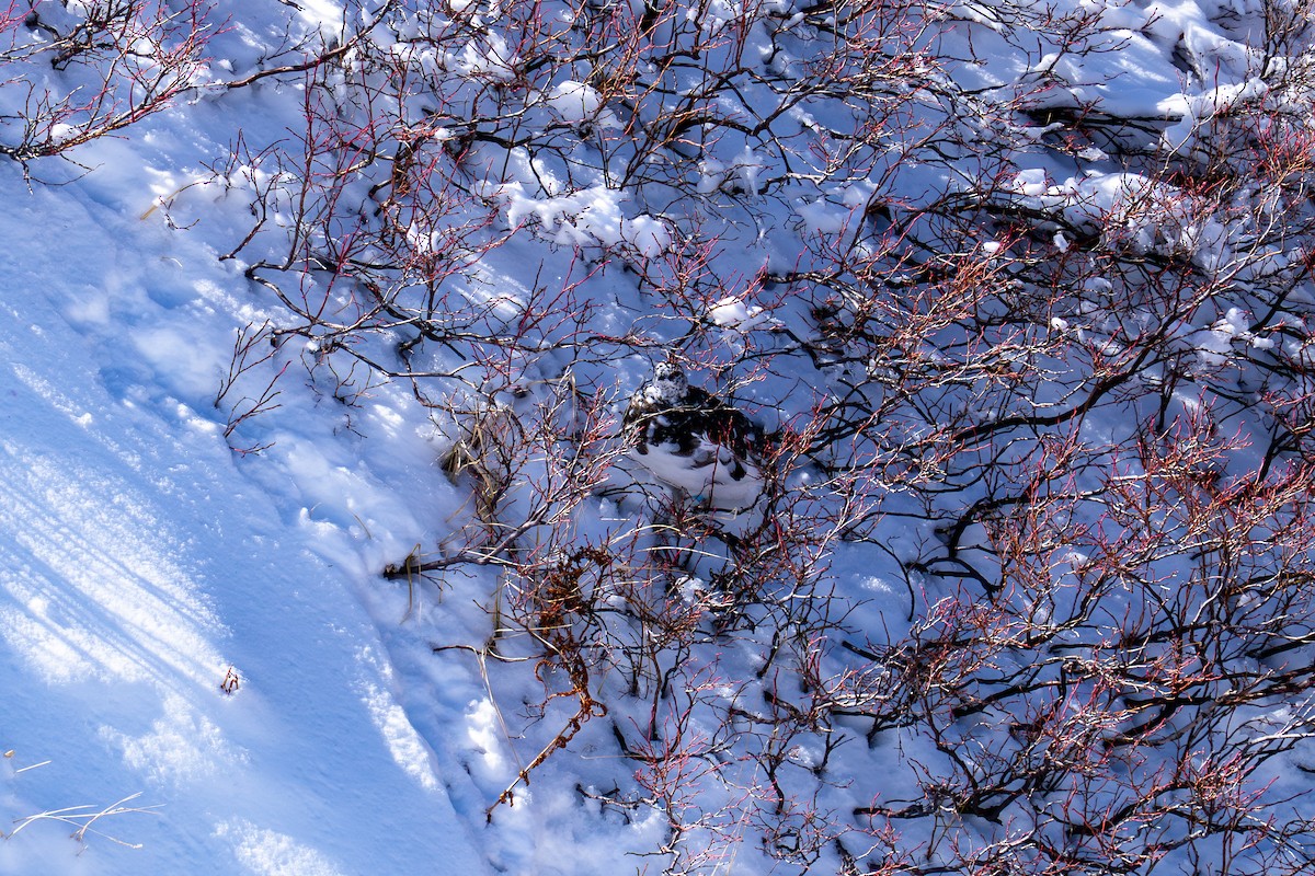 Куріпка тундрова - ML646047896