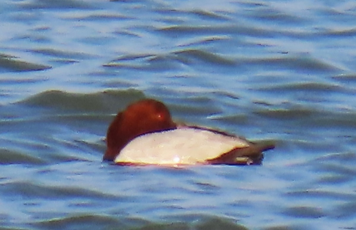 Common Pochard - ML646047903
