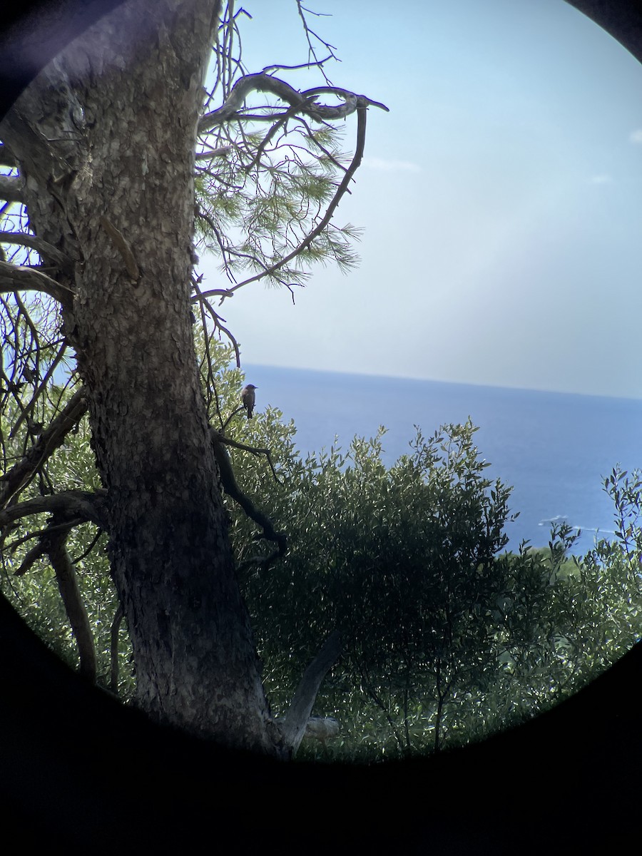 Spotted Flycatcher - ML646047905