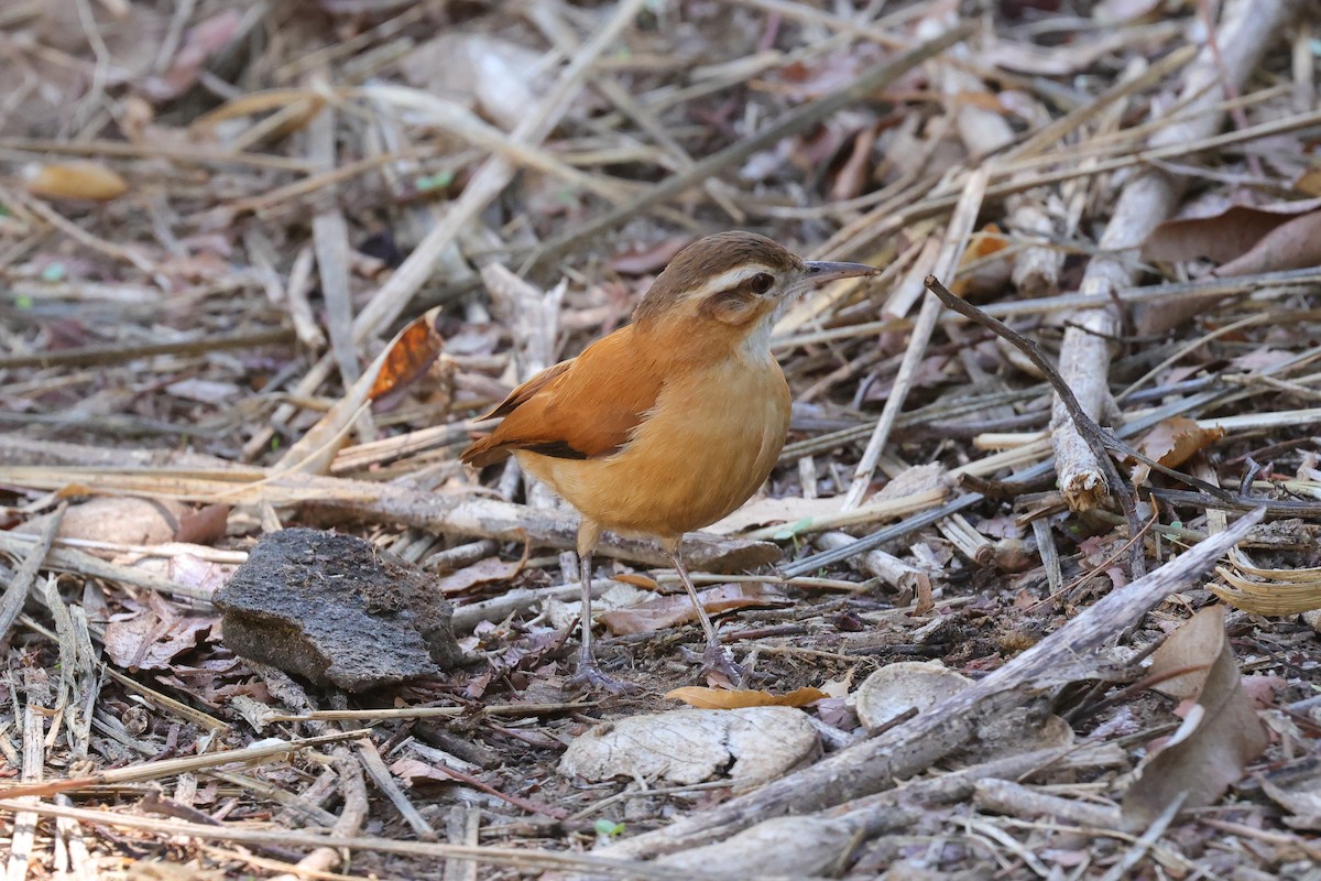 Pale-legged Hornero - ML646047907