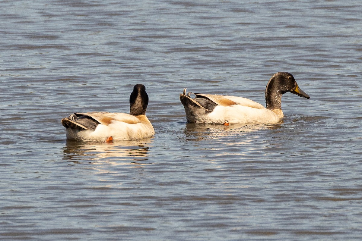 Mallard (Domestic type) - ML646047909