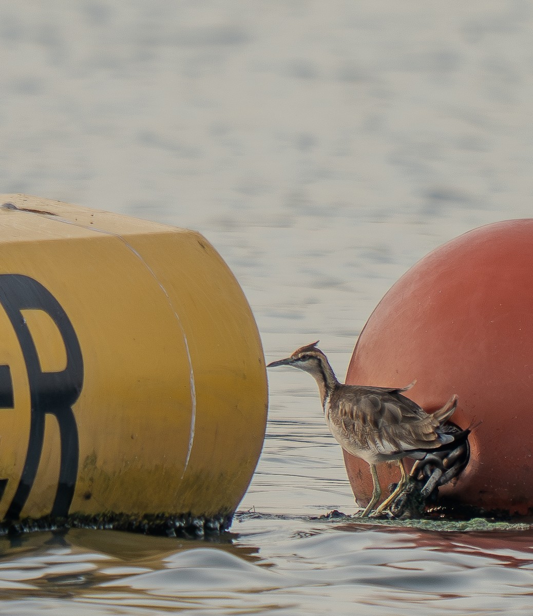 Pheasant-tailed Jacana - ML646047911