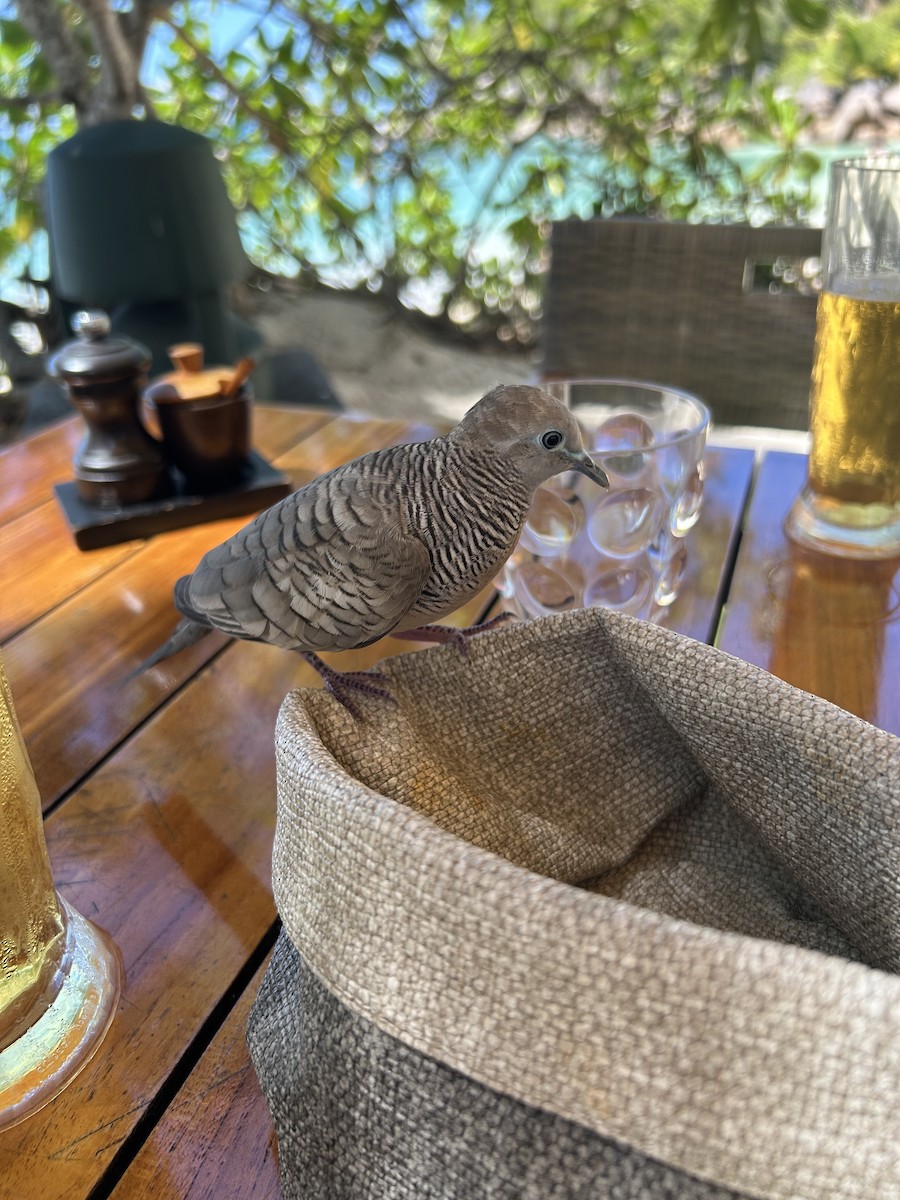 Zebra Dove - ML646047913