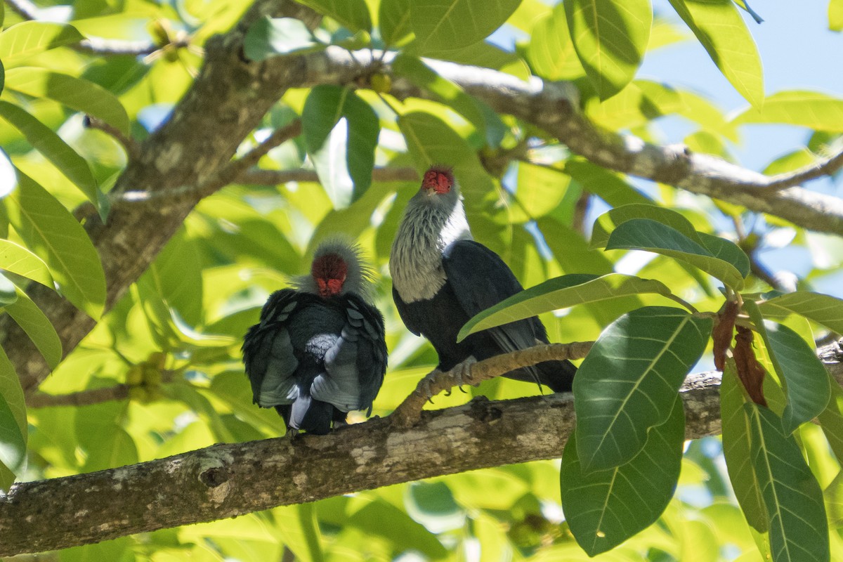 Seychelles Blue-Pigeon - ML646047914