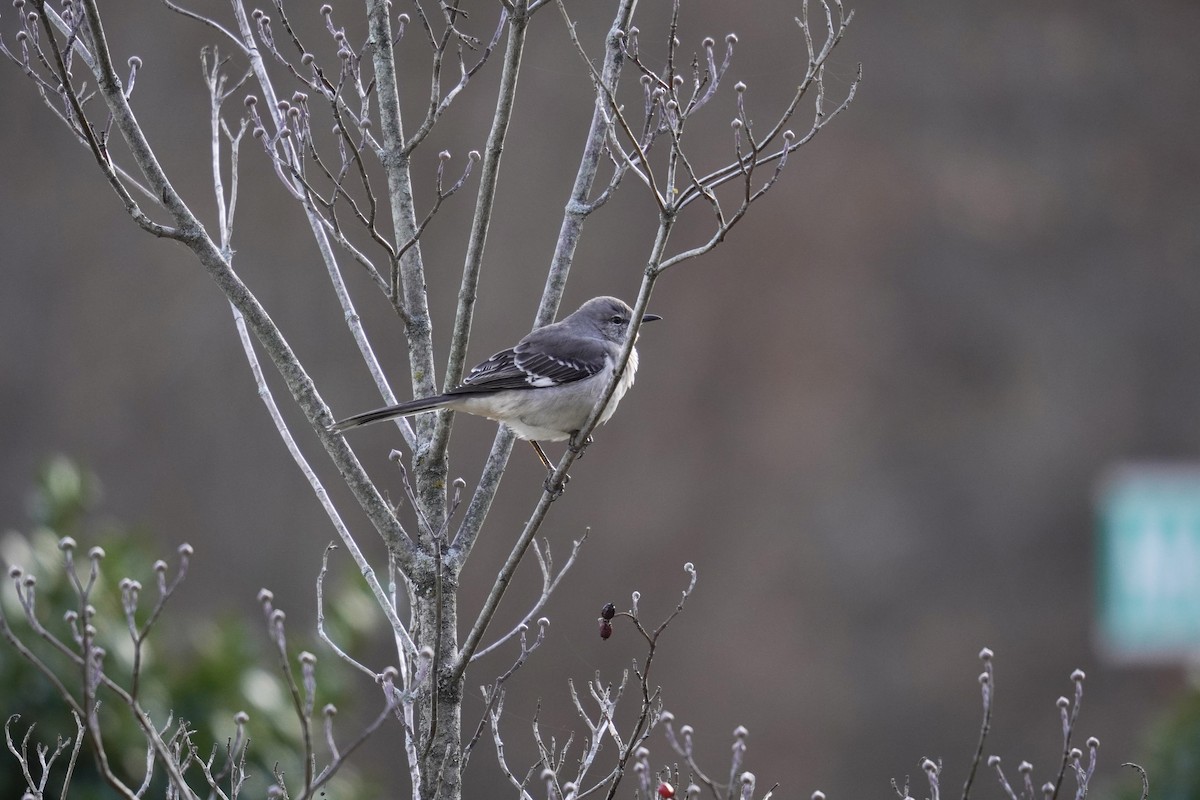 Kuzeyli Taklitçi - ML646047918