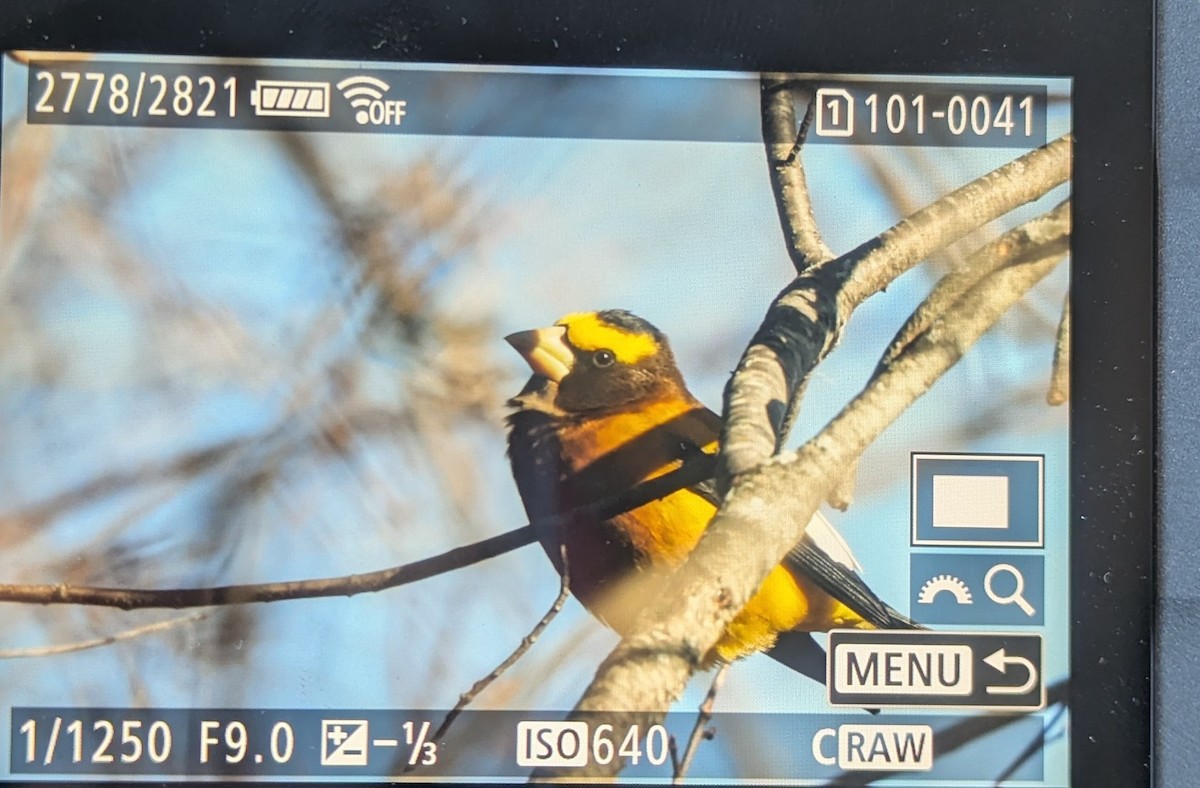 dlask žlutočelý - ML646047920