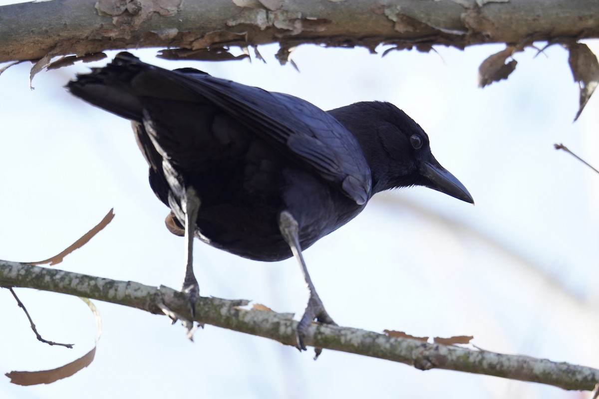 American Crow - ML646047922