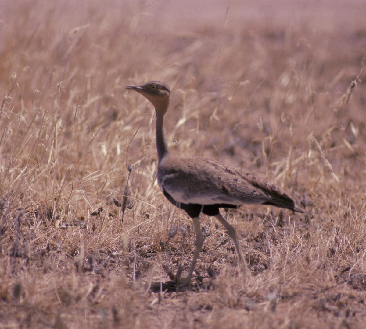 Buff-crested Bustard - ML646047955