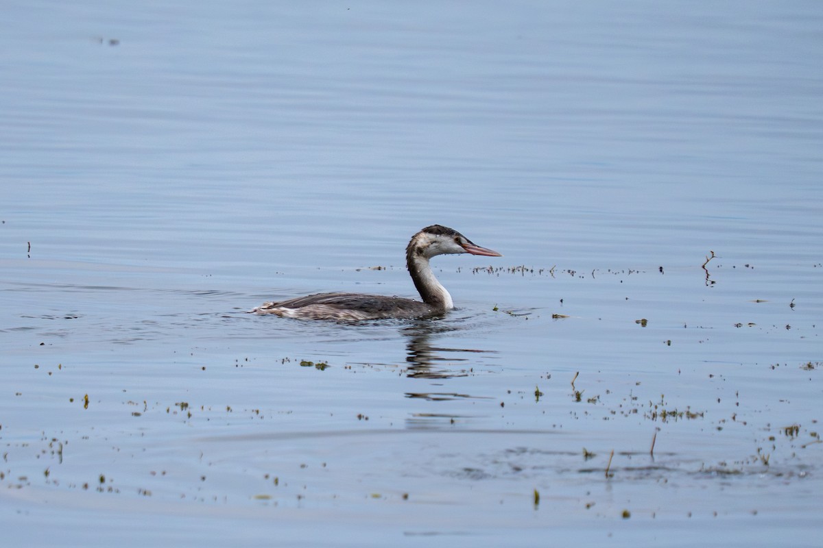 Пірникоза велика - ML646047957