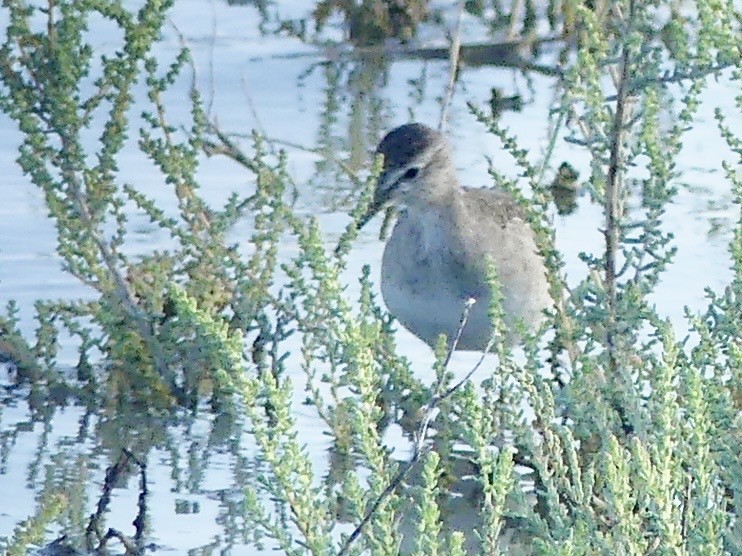 vodouš bahenní - ML646047958