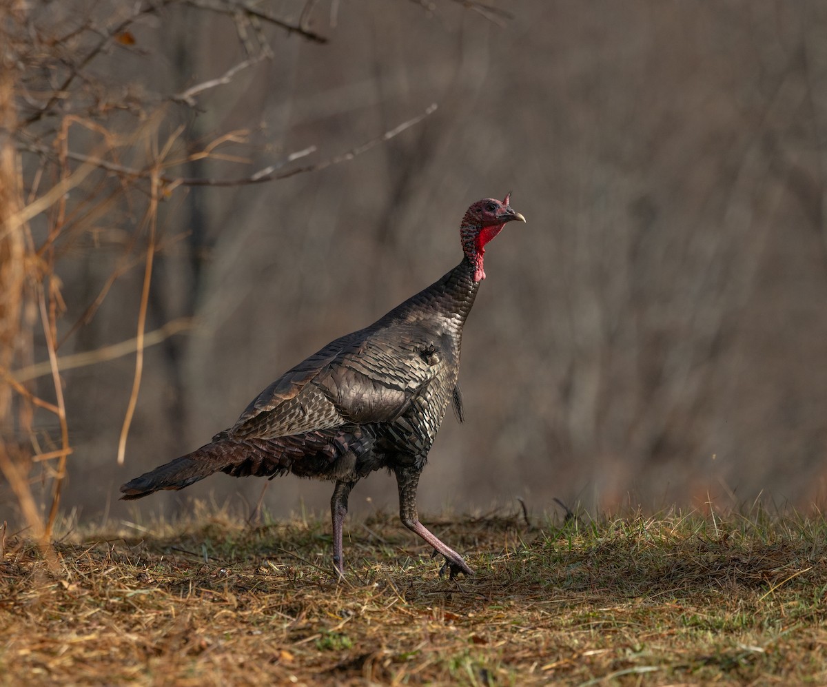 Wild Turkey - ML646047960