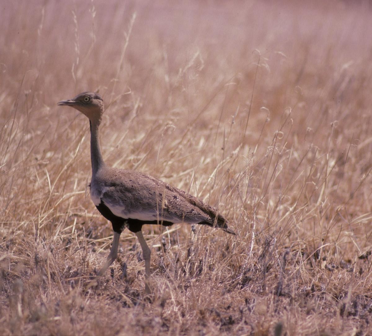 Buff-crested Bustard - ML646047961