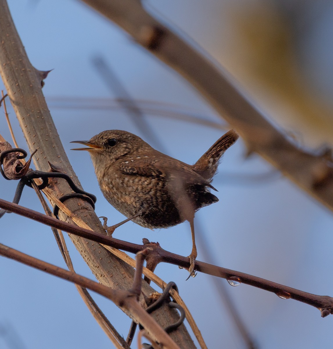 Winter Wren - ML646047967