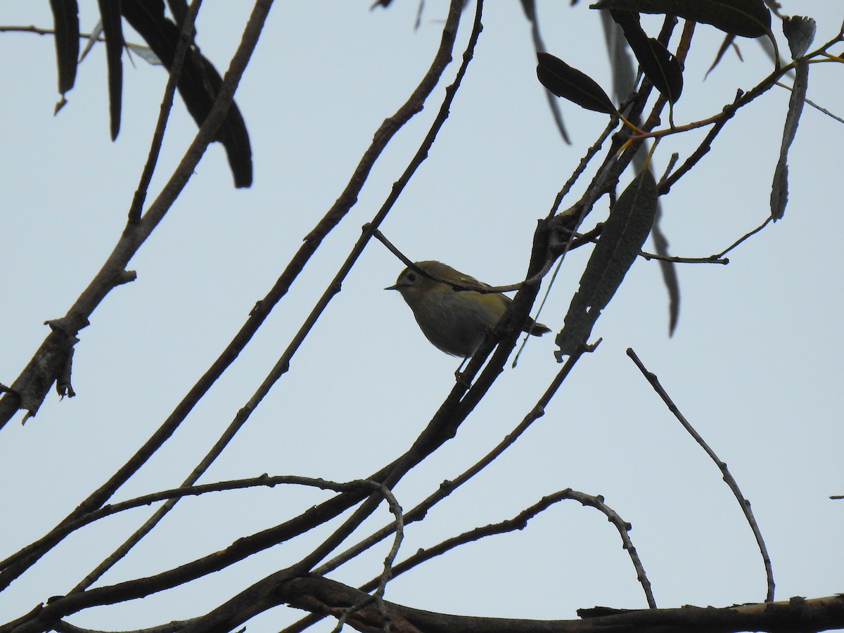Goldcrest - ML646047974