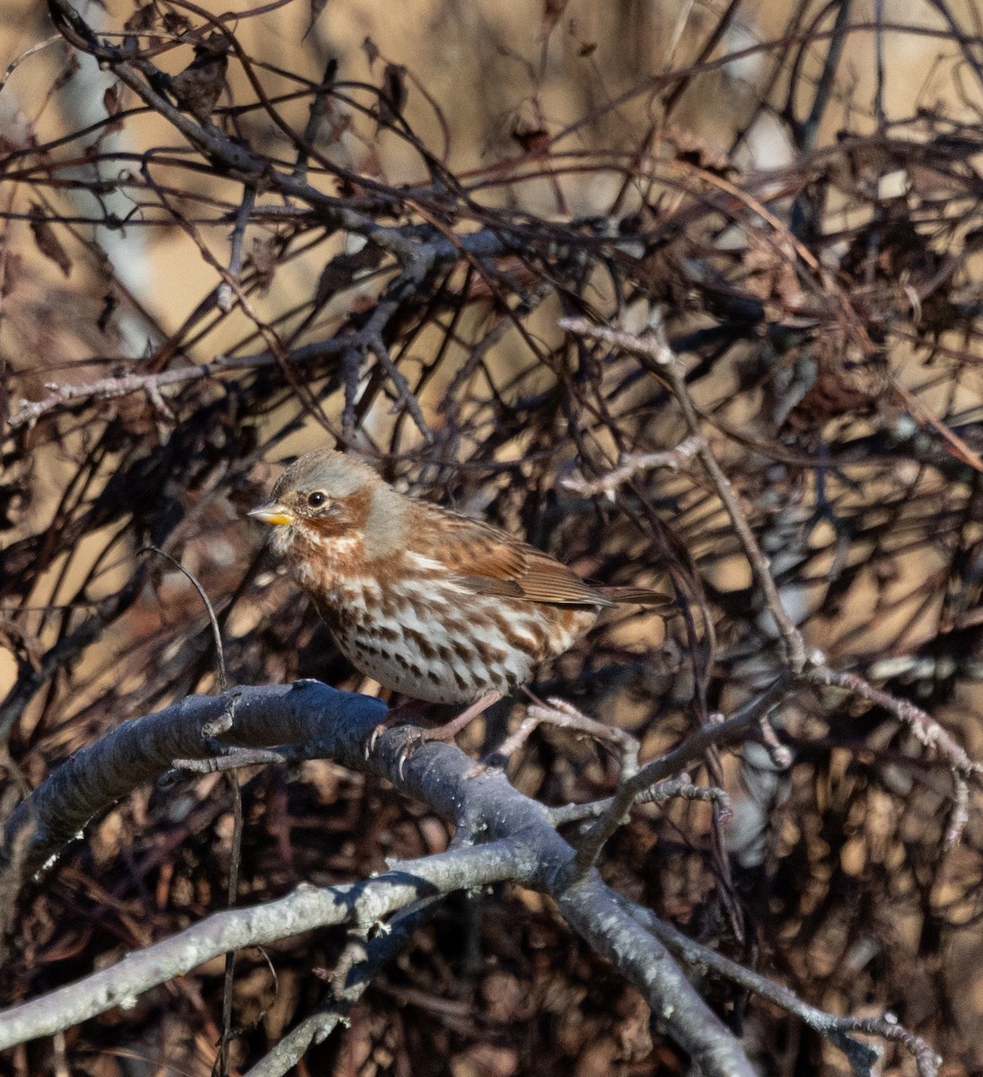 Fox Sparrow - ML646047975