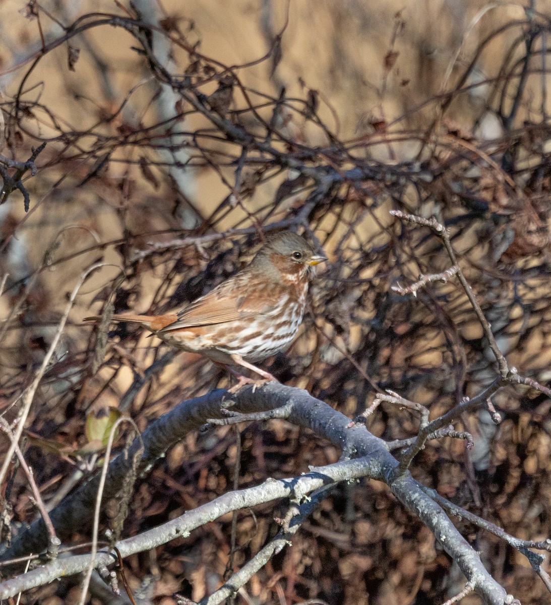 Fox Sparrow - ML646047976