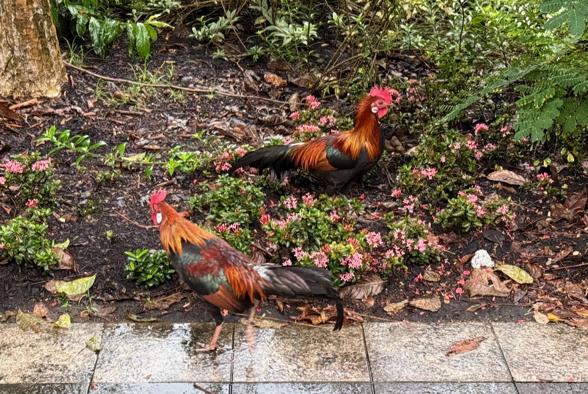 Red Junglefowl - ML646047977
